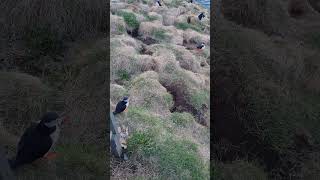 Atlantic Puffin Colony at Hafnarhólmi Borgarfjörður Eystri  Part II Iceland [upl. by Treharne]