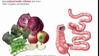 Digestive System Part 1 Process Digestive Carbohydrate Protein and Fat in Stomach and Intestine [upl. by Enelyad]