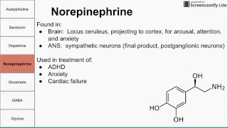 Neurotransmitters of the human body [upl. by Sammie889]