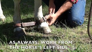 How to Hobble a Horse [upl. by Koralle]