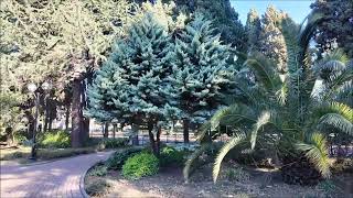 Cupressus arizonica Fastigiata Aurea [upl. by Redep386]