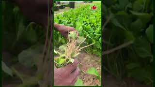 Satisfying farming methods 1018 shorts villagelife viral foryou agriculture spanich [upl. by Luella]