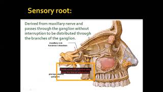 Pterygopalatine ganglion [upl. by Frasier246]