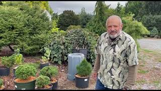 Expert Plant Care Tips for Rare Conifers [upl. by Montford]