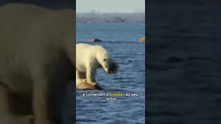 Urso Polar caçando uma baleia beluga Bote certeiroshorts ursopolar [upl. by Madelin]