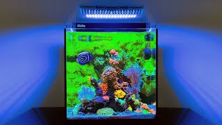 The BEST Nano Reef Tank Ive Seen 20 Gallon Aquarium [upl. by Speroni185]