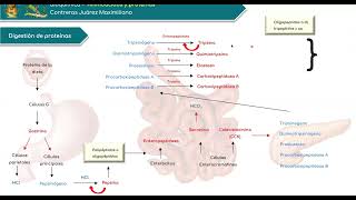 Digestión de PROTEINAS  Metabolismo de los aminoácidos  Bioquímica básica [upl. by Leahcym634]