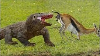 Komodo dragon preys on baby deer animals komodo [upl. by Abner]