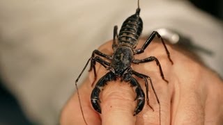 6 Vinegarroon Scorpion Facts amp Care Tips  Pet Tarantulas [upl. by Zumstein710]