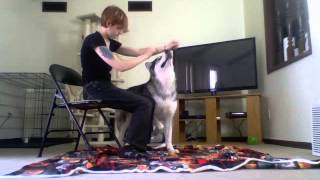 On Service Dogs Task Training Interrupting Selfharm [upl. by Eissoj]