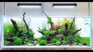 Big Aquascape Tutorial Step by Step Our Largest Display 150cm Planted Tank at Aquarium Gardens [upl. by Matthia]