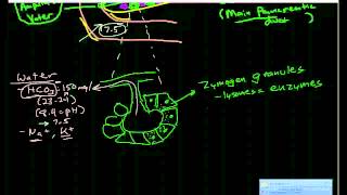 Pancreatic Physiology amp Pathophysiology [upl. by Sethi749]