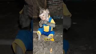 cute moly monkey wakes up eating cassava  funny animal 😱shorts monkey monkeymoly monkeyvideo [upl. by Akemej]