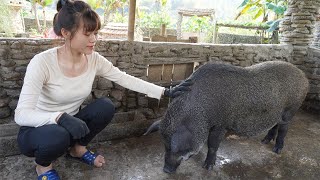 Two day at the farm feed pigs bran  Harvest vegetables and tomatoes  Grow peanuts  Farm life [upl. by Kerekes838]