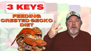 Feeding Crested Gecko Diet  3 Important Keys [upl. by Enaasiali448]