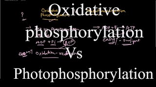 Oxidative phosphorylation vs Photophosphorylation [upl. by Kamal]