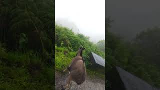 Eravikulam National Park Munnar  Kerala July 2024 [upl. by Mcclenaghan]