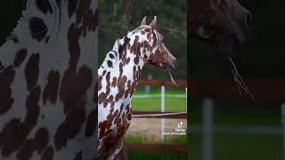 horse horseshowlife horseenthusiast equestrian horseplay horsefan edit [upl. by Vadim]