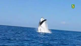 Faltan pocos días para seguir disfrutando del avistamiento de ballenas en Canoas de Punta Sal [upl. by Ylam807]