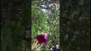 quotRed Velvet Allamanda Planting amp Care Expert Guide to Stunning Bloomsquot [upl. by Akahc]