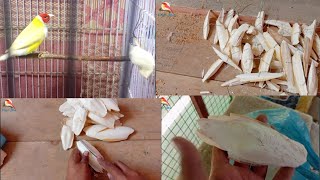 Update 130  CUTTLEBONE samandari jhaag agyi waqarbirds bird [upl. by Nylidam]