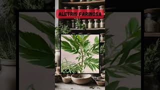 How to Use Aletris Farinosa for Natural Healing  Powerful Plant Remedies herbal holistichealth [upl. by Kylie]