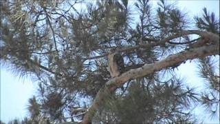 Red Shouldered Hawk Territorial call [upl. by Tugman]