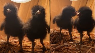 Baby Buffbanded Rail Making the Cutest Noise [upl. by Sisenej]