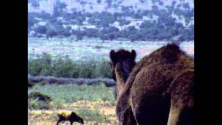 Ook dit is Marokko  wilde boom of berg geiten en dromedarisen  1984 [upl. by Nytnerb188]