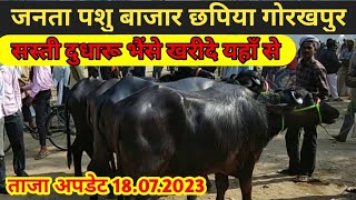 जनता पशु मंडी में आई भैसों का रेटJanta pashu bazar chhapiya gorakhpur chhapiya buffalo dabwali [upl. by Susej]