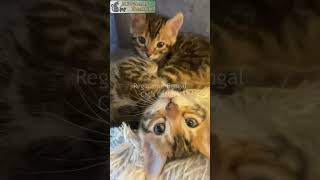 Cute Bengal Kittens  Reginamur Bengal Cat’s Cattery  Bengal Kittens for sale [upl. by Lednik]