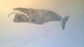 Speedart Bowhead Whale [upl. by Sucy]