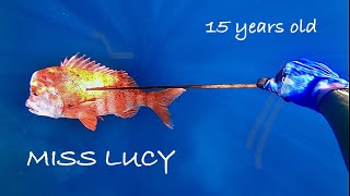 Spearfishing MISS LUCY in the Tsitsikamma South Africa Red Stumpnose [upl. by Ardnohs]