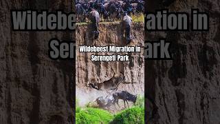 Wildebeest Migration in Serengeti Park [upl. by Aelaza257]