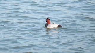 Common Pochard Aythya ferina Tafeleend Landtong Rozenburg ZH the Netherlands 4 Nov 2024 55 [upl. by Tereve278]