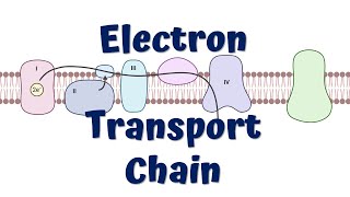 Electron Transport Chain Animation  ATP synthesis [upl. by Arita]