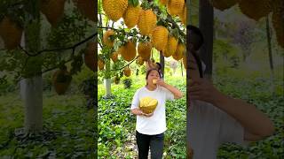 what is durian fruit 😱🍑shorts facts trending shortvideo youtubeshorts [upl. by Nola831]