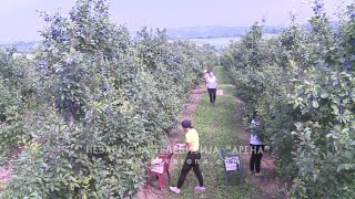 Završena berba quotČačanske ljepoticequot na Majevici izvezeno više od 1500 tona [upl. by London]