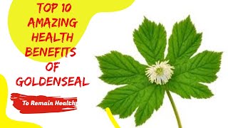 Top 10 Amazing Health Benefits Of Goldenseal [upl. by Esli]