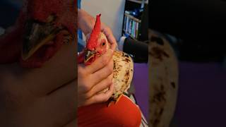 Moxibustion on Rooster Birds [upl. by Blockus16]