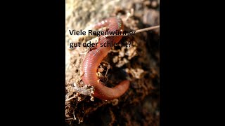 Viele Regenwürmer ist bestes Zeichen für gesunden Boden im Garten [upl. by Aldwon]