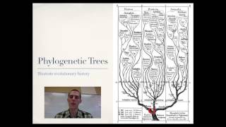 Phylogeny [upl. by Nylzaj]