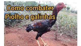 Como combater piolho em galinhas [upl. by Hajidahk117]