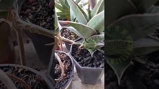 Sansevieria pinguicula Greengarden plantlover nature sansevieria shorts [upl. by Kruse]