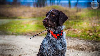 Best Hunting Dog Collars 2023  Top 5 Hunting Dog Training Collars On Amazon [upl. by Ruperta172]