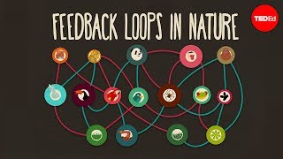 Feedback loops How nature gets its rhythms  AnjeMargriet Neutel [upl. by Netsryk179]