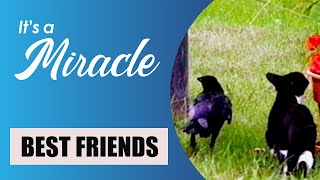 Best Friends  Its a Miracle [upl. by Drusus]