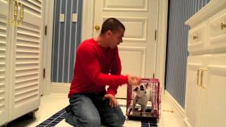 Introducing a French Bulldog Puppy to a Crate [upl. by Yelsek]