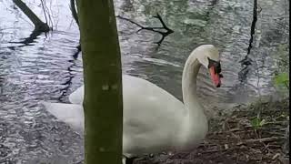 WOW‼️ Elegance on Water 🦢💦❣️ [upl. by Billy387]