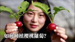 櫻桃蘿蔔的種植養護與采收【種植簡明手冊】 [upl. by Oemac]